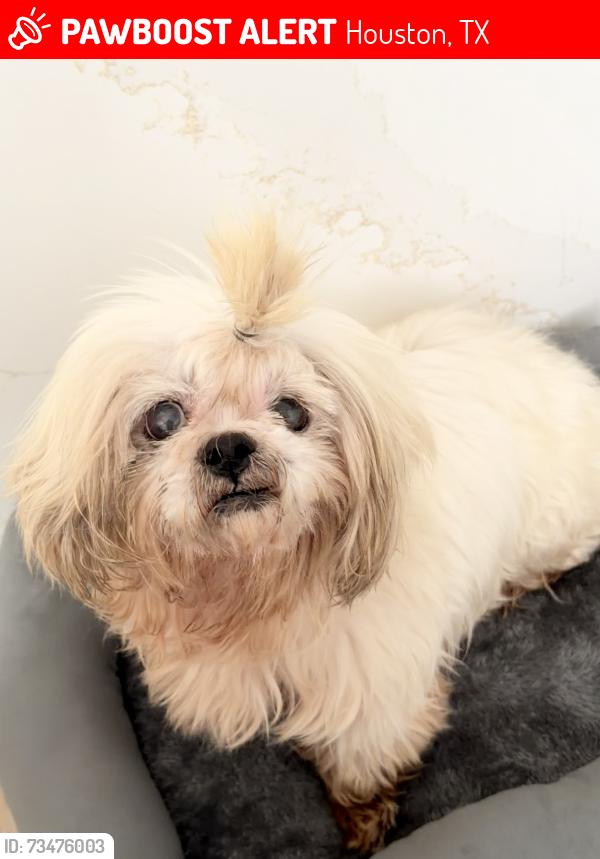 Lost Male Dog last seen Cullen blvd and Orem, Houston, TX 77051