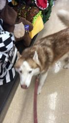Found/Stray Female Dog last seen hmstd, Homestead, FL 33030