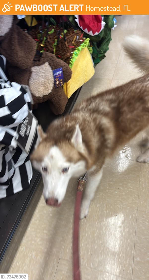 Found/Stray Female Dog last seen hmstd, Homestead, FL 33030