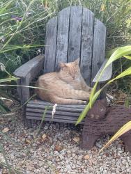 Found/Stray Male Cat last seen Newbridge Avenue and Ivy Drive, Menlo Park, CA 94025