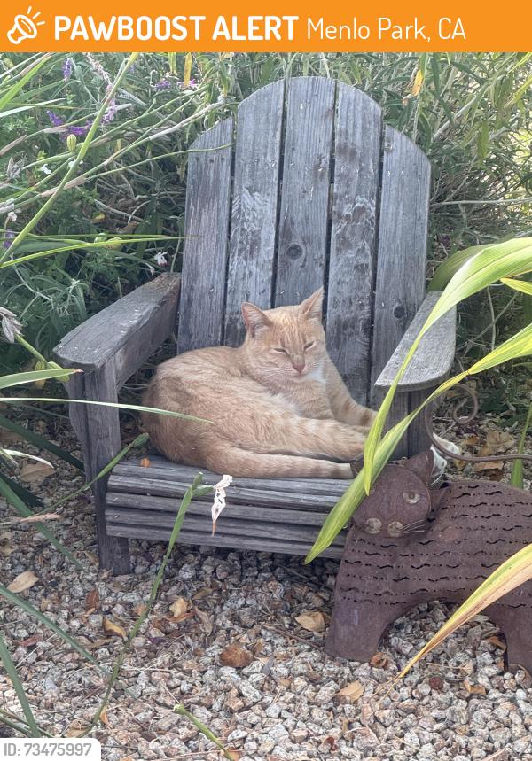 Found/Stray Male Cat last seen Newbridge Avenue and Ivy Drive, Menlo Park, CA 94025