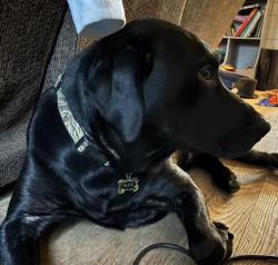 Lost Male Dog last seen Route 2 and 408, Lothian, MD 20711