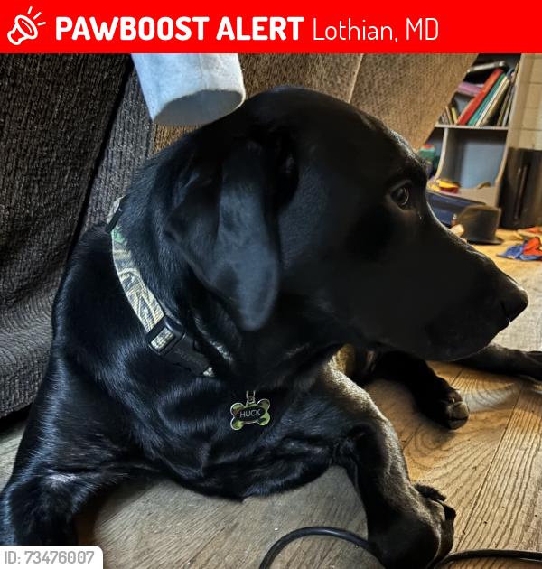 Lost Male Dog last seen Route 2 and 408, Lothian, MD 20711