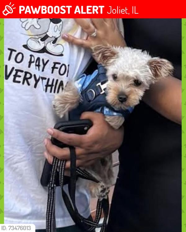 Lost Male Dog last seen Oakland Avenue, Joliet, Il, Usa, Joliet, IL 60435