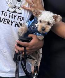 Lost Male Dog last seen Oakland Avenue, Joliet, Il, Usa, Joliet, IL 60435