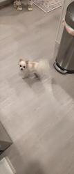 Reunited Female Dog last seen Navarro Ranch Road and FM 758, Geronimo, TX 78155