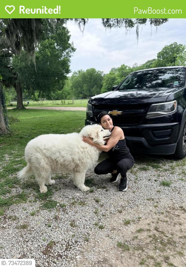 Reunited Female Dog last seen Old 149 west dobbin tx, Dobbin, TX 77316