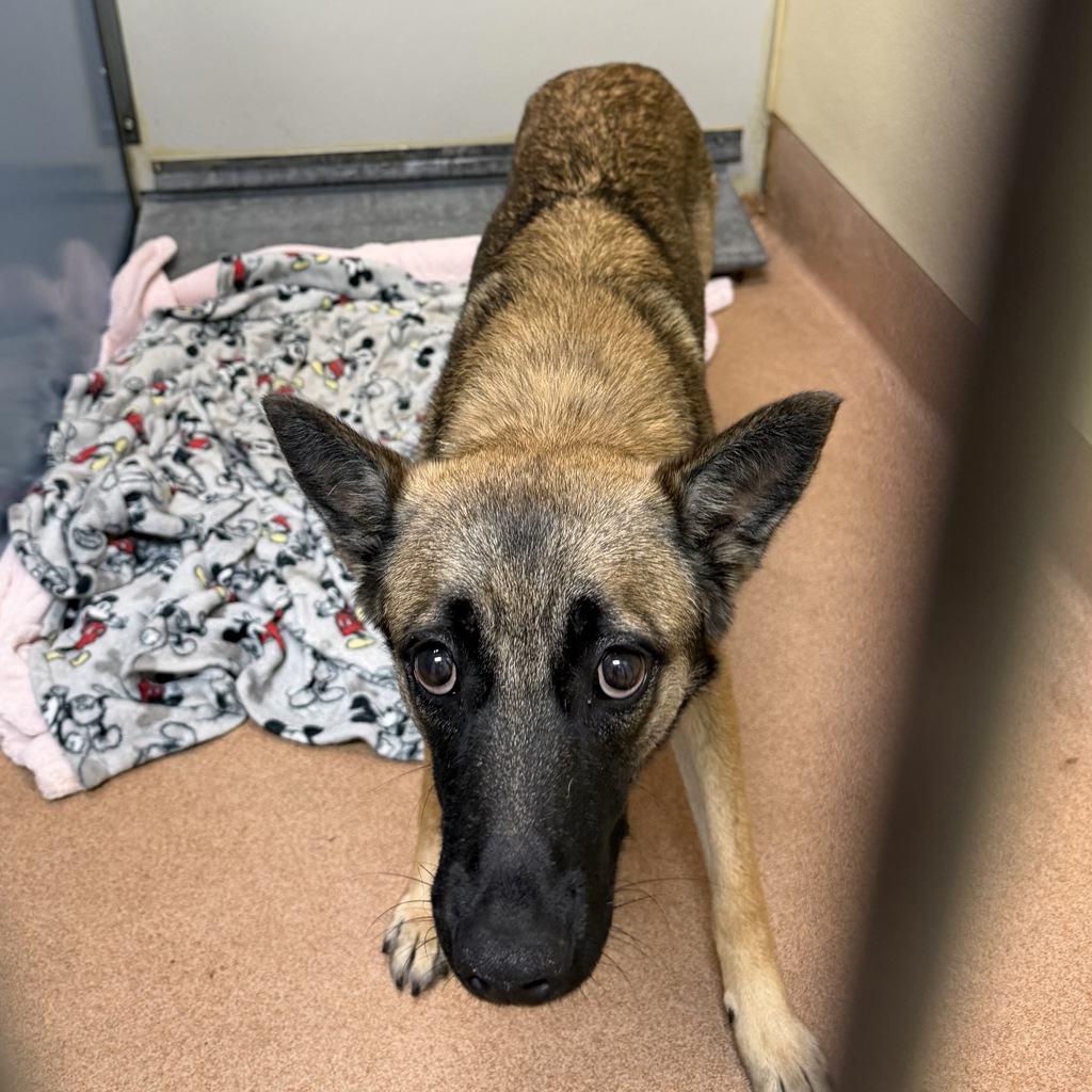 Shelter Stray Female Dog last seen Near 49th Street, San Diego, CA, 92115, 5500 Gaines St, San Diego, CA 92110, USA
