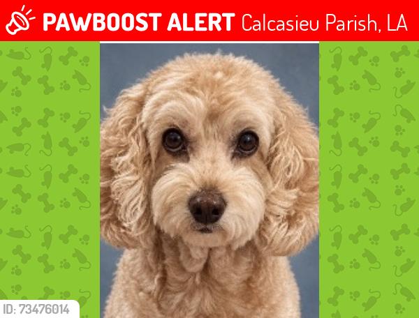 Lost Female Dog last seen Old Highway 90 and Marsh Club drive., Calcasieu Parish, LA 70668
