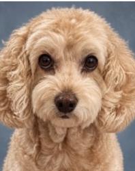 Lost Female Dog last seen Old Highway 90 and Marsh Club drive., Calcasieu Parish, LA 70668
