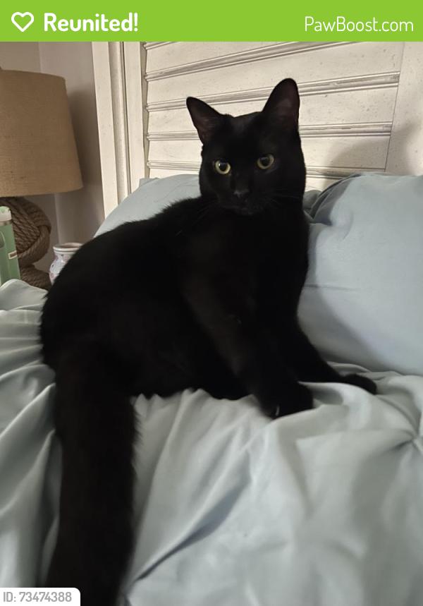 Reunited Female Cat last seen Quarry Dr and Stokes, Fayetteville, NC 28303