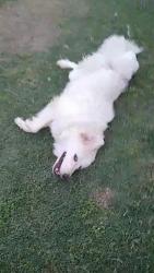 Lost Male Dog last seen Bridgewood neighborhood, San Antonio, TX 78254