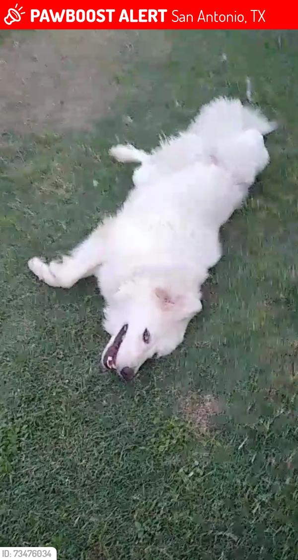 Lost Male Dog last seen Bridgewood neighborhood, San Antonio, TX 78254