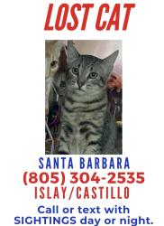Lost Male Cat last seen Castillo, Santa Barbara, CA 93101