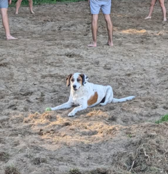 Reunited Male Dog last seen County rd 10-2 and k, Delta, OH 43515