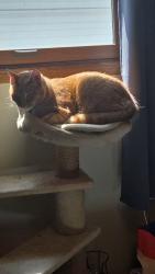 Reunited Male Cat last seen Near n Alexander appleton wi 54911, Appleton, WI 54911
