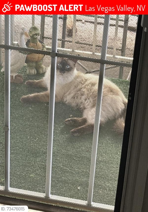 Lost Unknown Cat last seen Arville and Sirius, Las Vegas Valley, NV 89139