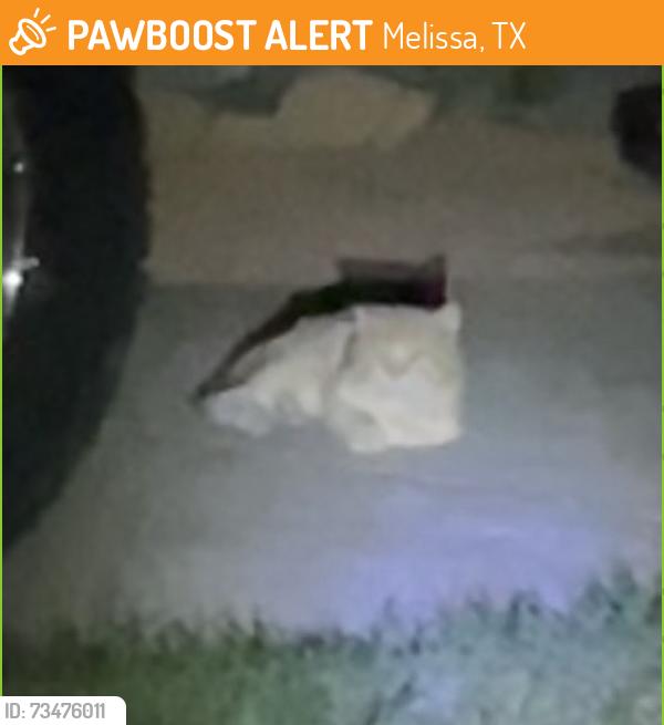 Found/Stray Unknown Cat last seen Near Willow Place Dr (under big white car in driveway), Melissa, TX 75454