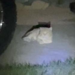 Found/Stray Unknown Cat last seen Near Willow Place Dr (under big white car in driveway), Melissa, TX 75454