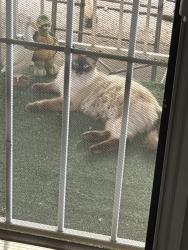 Lost Unknown Cat last seen Arville and Sirius, Las Vegas Valley, NV 89139