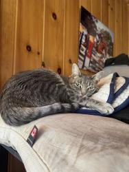 Reunited Female Cat last seen Landrum mill rd, Campobello, SC 29322