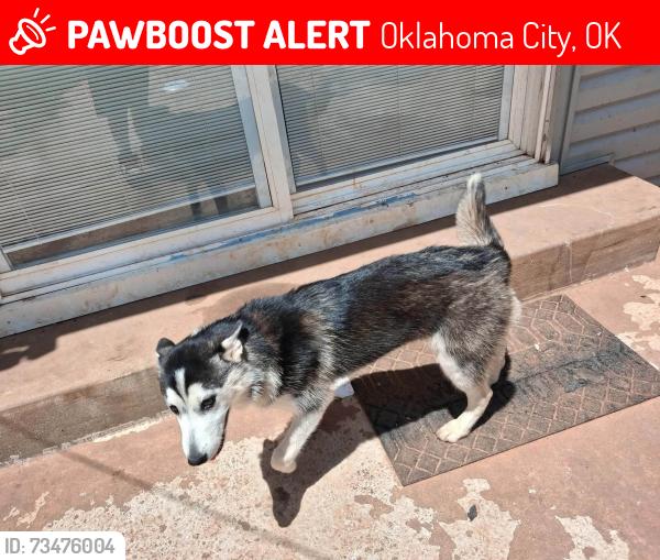 Lost Female Dog last seen S High Ave, Oklahoma City, OK 73129