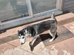 Lost Female Dog last seen S High Ave, Oklahoma City, OK 73129