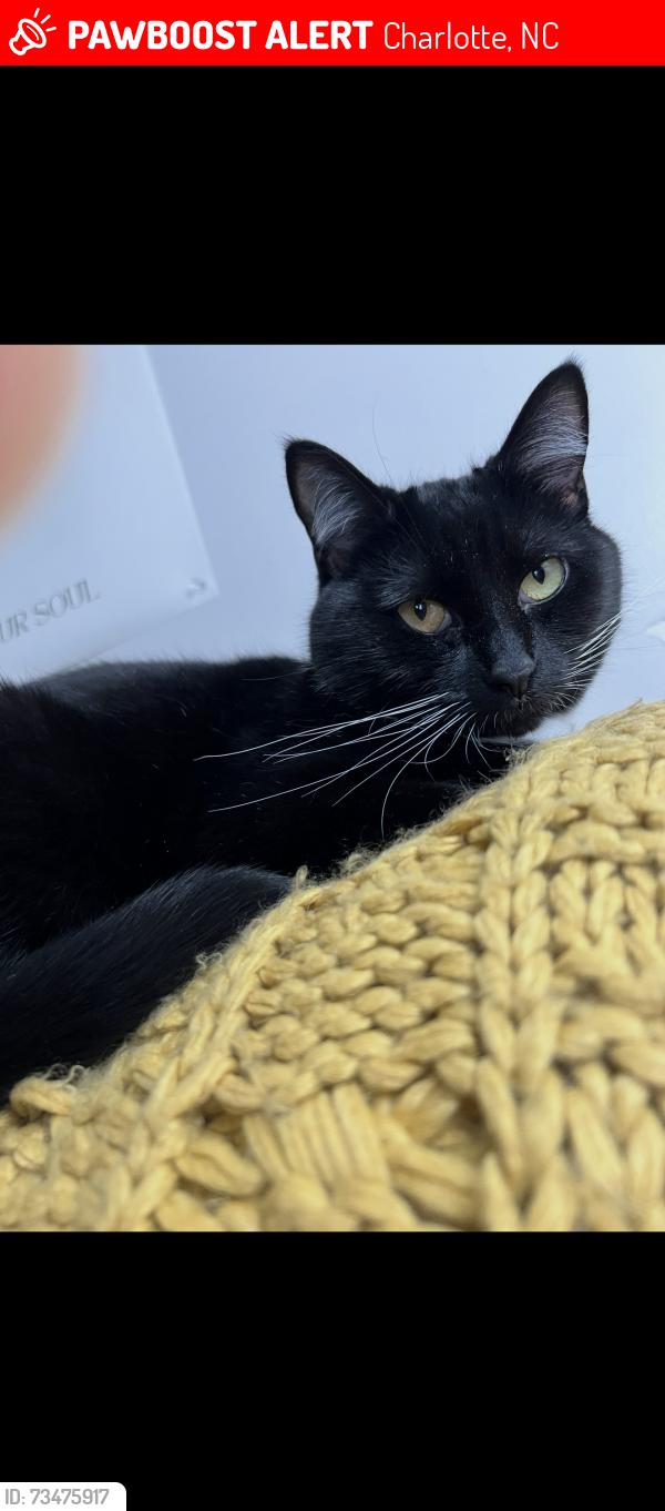 Lost Female Cat last seen Canopy apmts in Charlotte off Pineville-Matthew’s rd, Charlotte, NC 28226