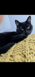 Lost Female Cat last seen Canopy apmts in Charlotte off Pineville-Matthew’s rd, Charlotte, NC 28226