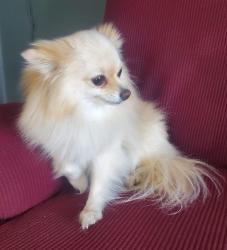 Lost Female Dog last seen Toledo ,ursula, Aurora, CO 80011