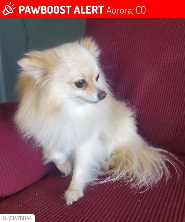 Lost Female Dog last seen Toledo ,ursula, Aurora, CO 80011