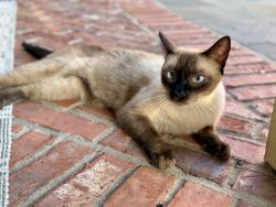 Lost Male Cat last seen Delaware, Regina Howell School, Beaumont, TX 77706