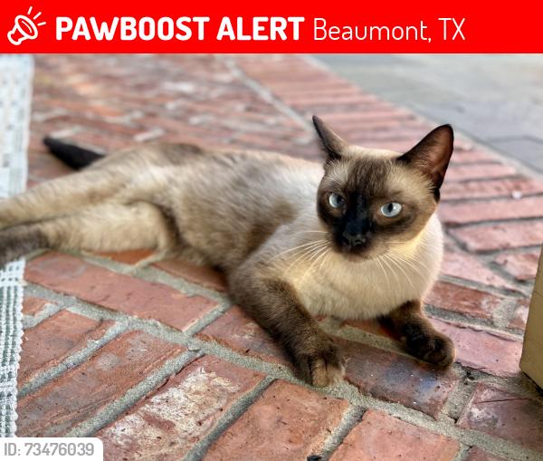 Lost Male Cat last seen Delaware, Regina Howell School, Beaumont, TX 77706