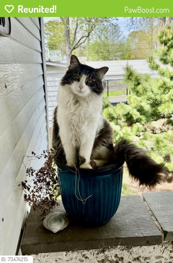 Reunited Male Cat last seen Chesapeake Ave, Middle River, MD 21220