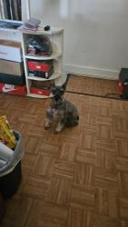 Lost Male Dog last seen 199th st and 99th Avenue, Queens, NY 11423