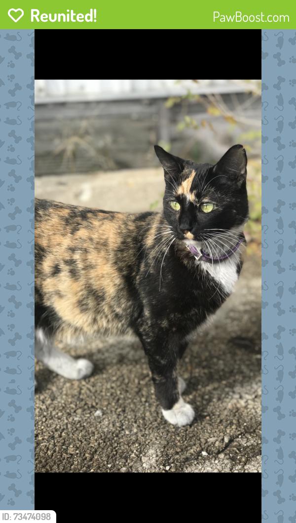 Reunited Female Cat last seen Lawn drive and walker ave, Loves Park, IL 61111