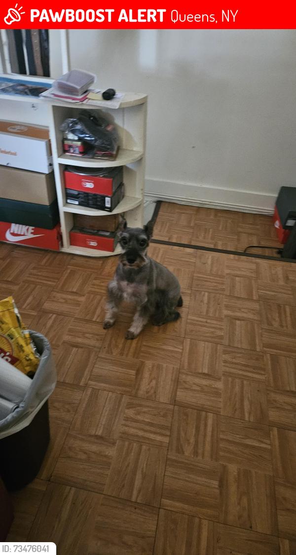 Lost Male Dog last seen 199th st and 99th Avenue, Queens, NY 11423