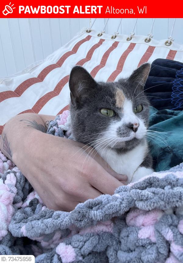 Lost Female Cat last seen 10th Street Park and The Fish hse, Altoona, WI 54720