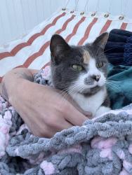 Lost Female Cat last seen 10th Street Park and The Fish hse, Altoona, WI 54720