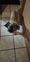 Reunited Female Dog last seen 44th and Kalamazoo ave, Grand Rapids, MI 49508