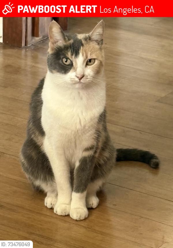 Lost Female Cat last seen Nolden St, Los Angeles, CA 90041