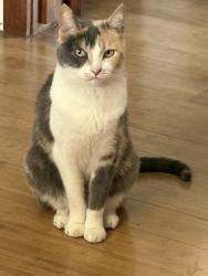 Lost Female Cat last seen Nolden St, Los Angeles, CA 90041