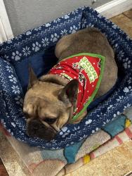 Reunited Male Dog last seen Holly & Spruce ONTARIO CA, Ontario, CA 91762