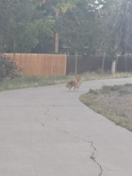 Reunited Unknown Dog last seen 2nd Ave and Ursula St, Aurora, CO 80011