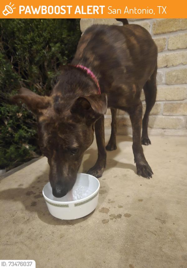 Found/Stray Female Dog last seen Henderson Pass / Shadow Cliff, San Antonio, TX 78232