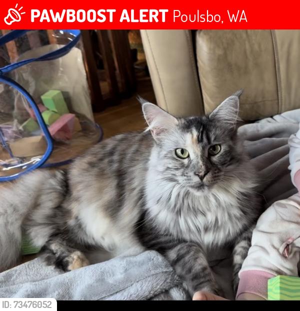 Lost Female Cat last seen 9th Ave NE Poulsbo wa, Poulsbo, WA 98370