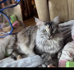 Lost Female Cat last seen 9th Ave NE Poulsbo wa, Poulsbo, WA 98370