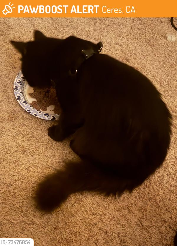 Found/Stray Male Cat last seen Whitmore/ Del Taco, Ceres, CA 95307