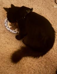 Found/Stray Male Cat last seen Whitmore/ Del Taco, Ceres, CA 95307