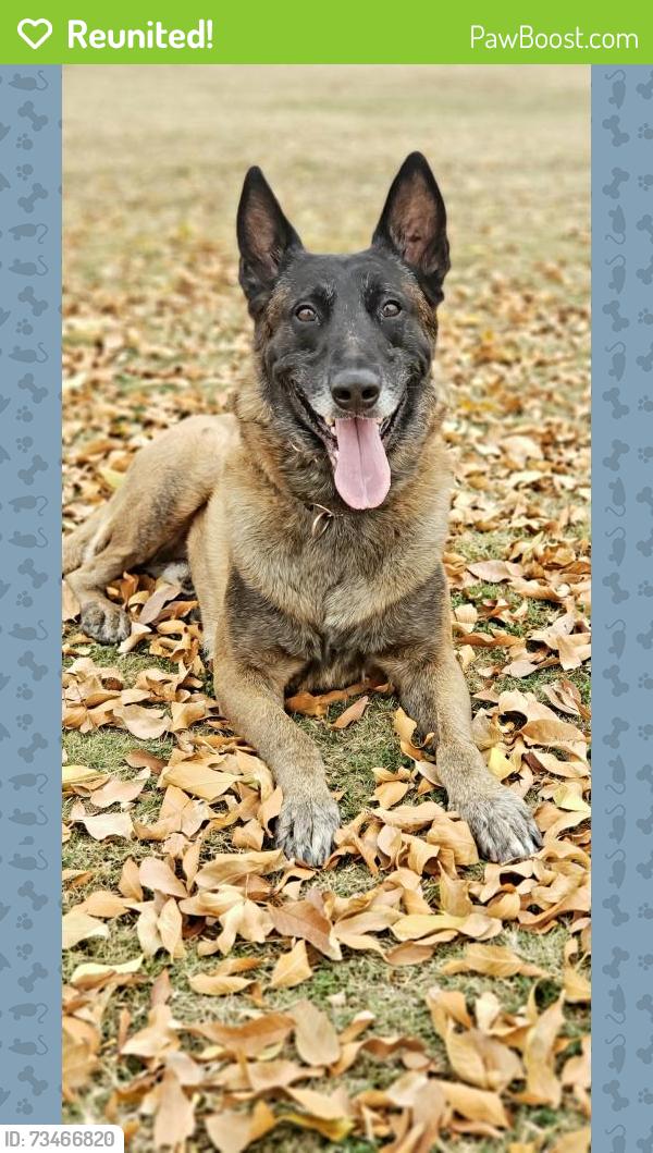 Reunited Male Dog last seen Hunt Highway and Power, Queen Creek, AZ 85142